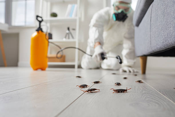 Post-Treatment Bed Bug Interceptor Monitoring in Mount Zion